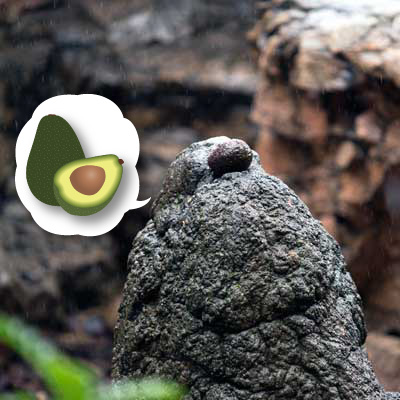 上野動物園 マレーグマ舎