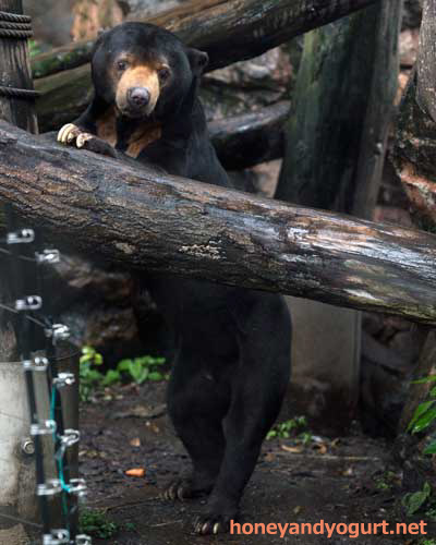 上野動物園 動物園 マレーグマ アズマ