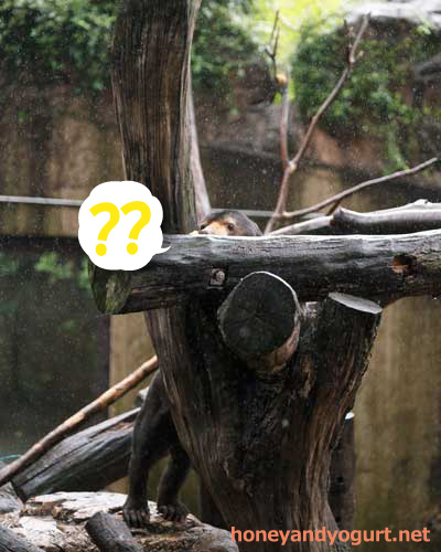 上野動物園 マレーグマ アズマ