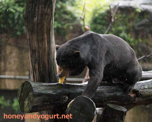 上野動物園 マレーグマ アズマ