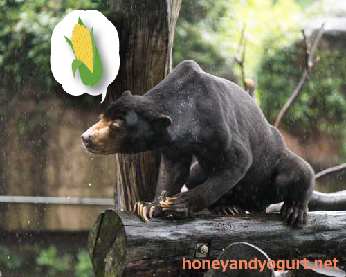 上野動物園 マレーグマ アズマ