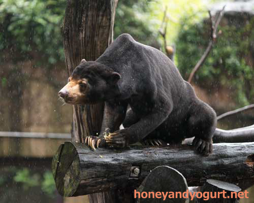 上野動物園 マレーグマ アズマ