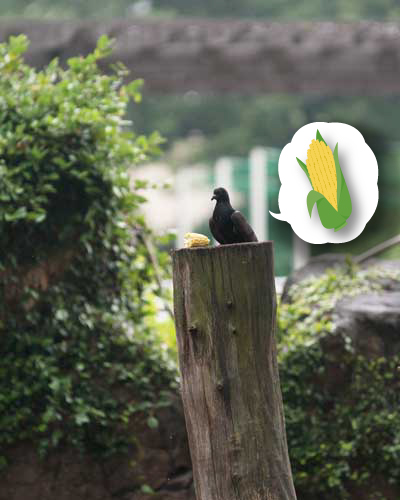 上野動物園　動物園　マレーグマ舎