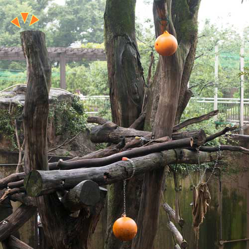 上野動物園　マレーグマ舎