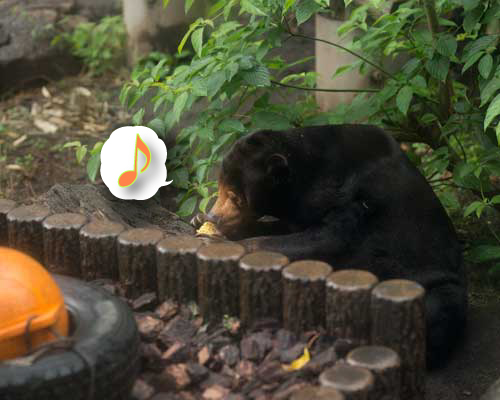 上野動物園　マレーグマ　キョウコ