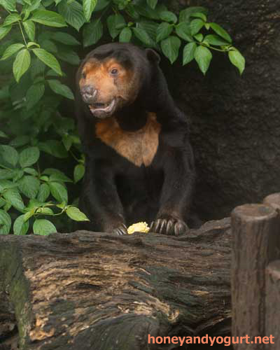 上野動物園　マレーグマ　キョウコ
