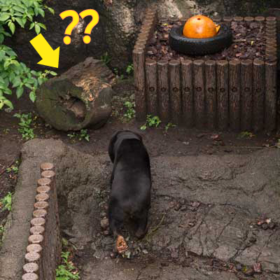 上野動物園　マレーグマ　キョウコ