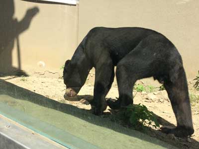 福岡市動植物園　マレーグマ　サニー