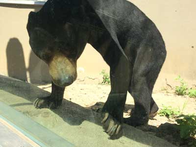福岡市動植物園　マレーグマ　サニー