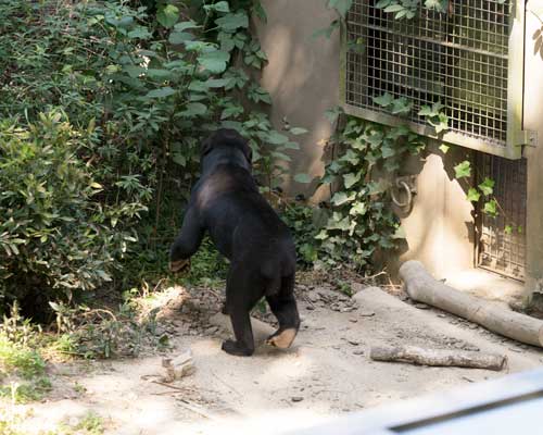 福岡市動物園　マレーグマ　サニー