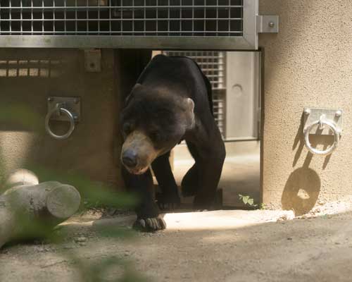 福岡市動物園　マレーグマ　サニー