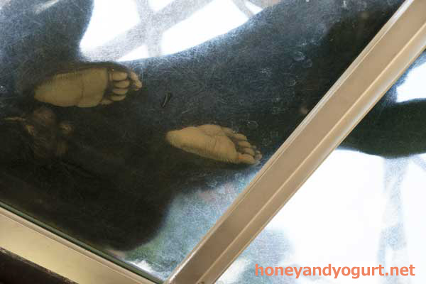 福岡市動植物園　マレーグマ　サニー