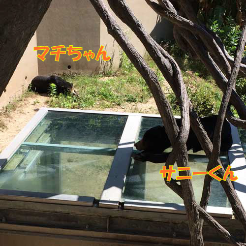 福岡市動植物園　マレーグマ　サニー　マチ