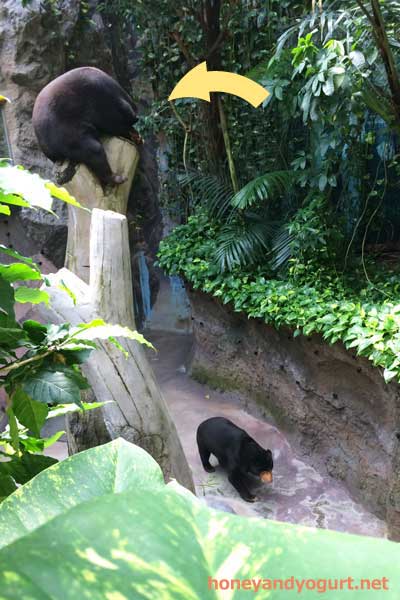 のいち動物公園 マレーグマ ワンピイ タオチイ