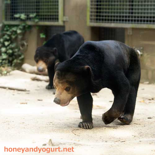福岡市動植物園 マレーグマ サニー マチ