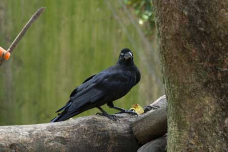 上野動物園　マレーグマ舎