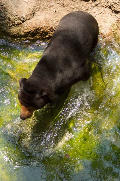 上野動物園　マレーグマ　キョウコ