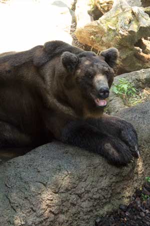 上野動物園　クマたちの丘