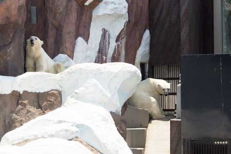 上野動物園　クマたちの丘