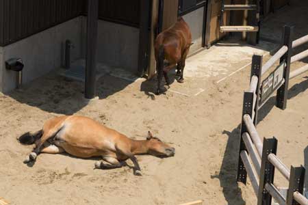 上野動物園　子ども動物園