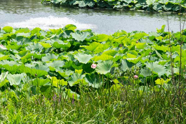 上野動物園　不忍池