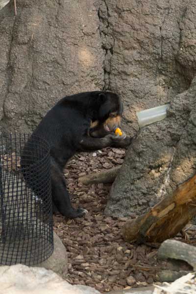 上野動物園　マレーグマ　モモコ
