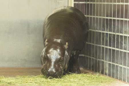 上野動物園　西園