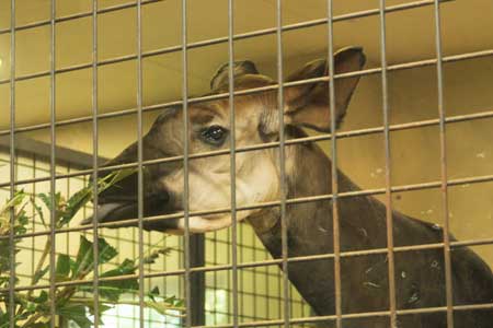 上野動物園　西園
