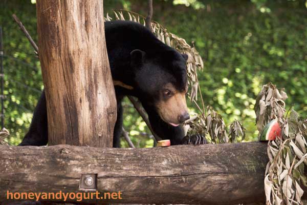 上野動物園 マレーグマ フジ