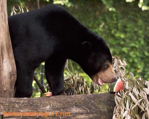上野動物園 マレーグマ フジ