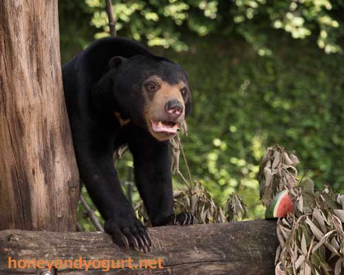 上野動物園 マレーグマ フジ