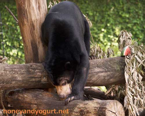 上野動物園 マレーグマ フジ