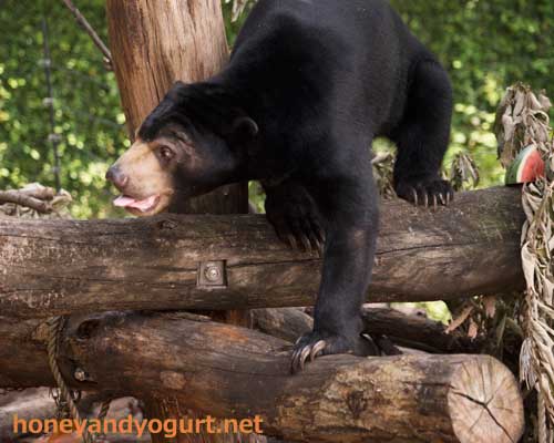 上野動物園 マレーグマ フジ