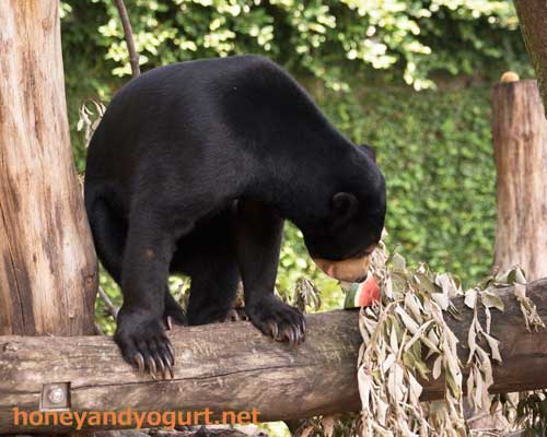 上野動物園 マレーグマ フジ