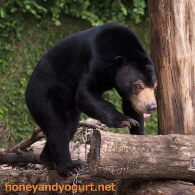 上野動物園 マレーグマ フジ