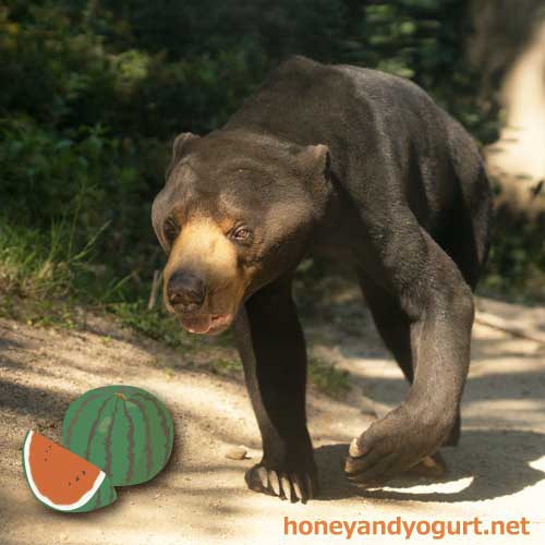 福岡市動植物園 マレーグマ サニー