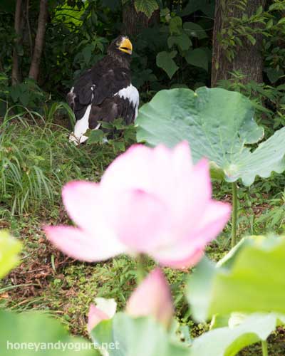 上野動物園　子ども動物園