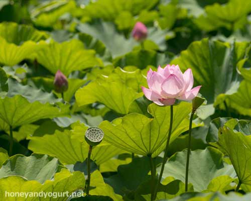 上野動物園　不忍池
