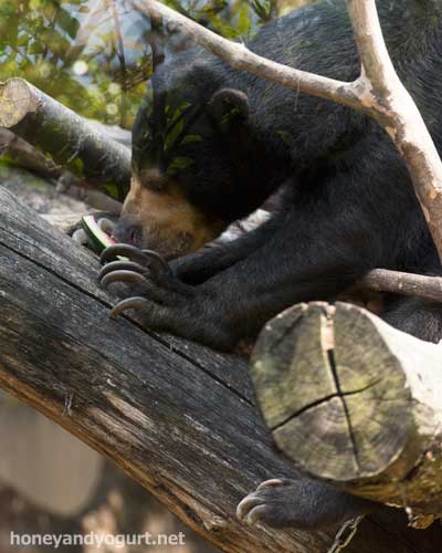 上野動物園　マレーグマ　モモコ