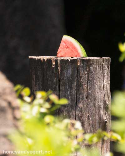 上野動物園　マレーグマ舎