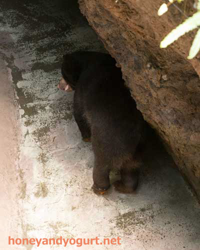 のいち動物公園 マレーグマ タオチイ