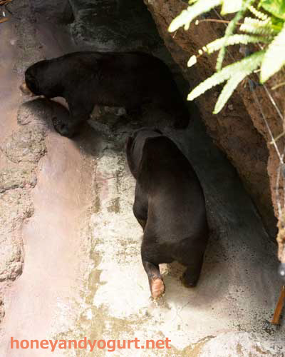 のいち動物公園 マレーグマ ワンピイ タオチイ