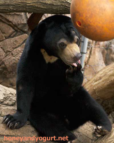 マレーグマ フジ