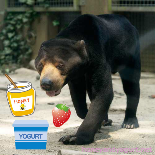 福岡市動植物園　マレーグマ　サニー