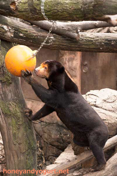 上野動物園　マレーグマ　キョウコ