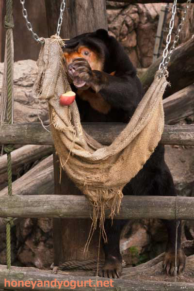 上野動物園　マレーグマ　キョウコ