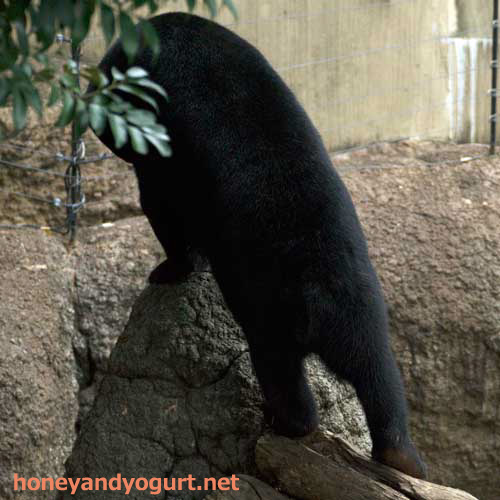上野動物園 マレーグマ フジ