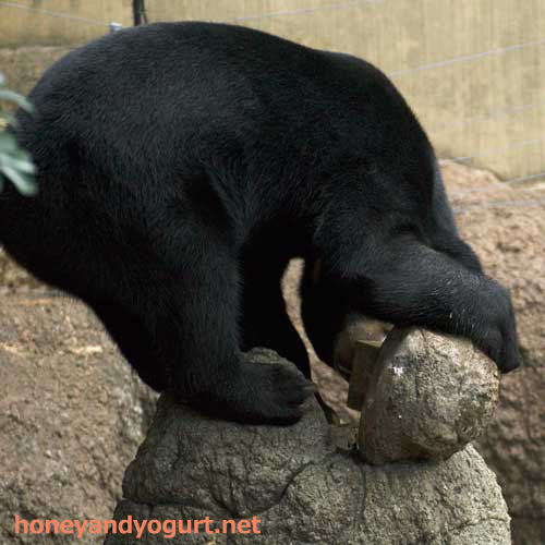 上野動物園 マレーグマ フジ