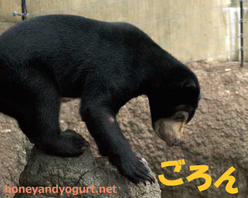 上野動物園 マレーグマ フジ