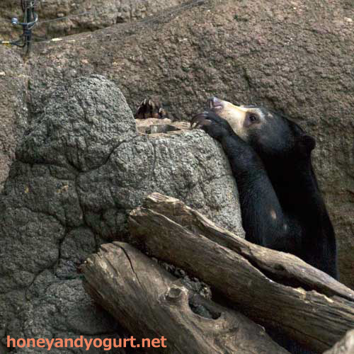上野動物園 マレーグマ フジ